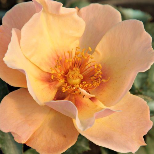 Online rózsa vásárlás - Narancssárga - virágágyi floribunda rózsa - diszkrét illatú rózsa - Rosa Persian Sun™ - Martin Vissers - Narancsos szirmainak közepe vöröses-barnás árnyalatú, így jól kiemeli aranysárga porzóit.